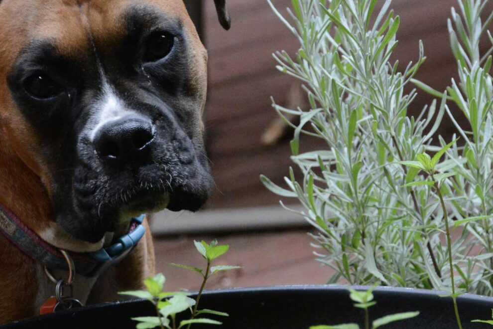 trattamenti di naturopatia